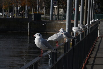 Seagulls on Pier