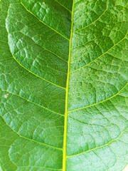 background texture of green leaf