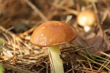 mushroom in the forest