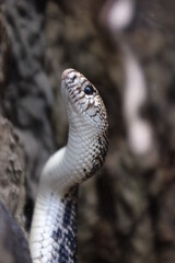Snake rising up to vertical