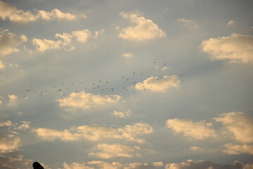 Birds at sunset