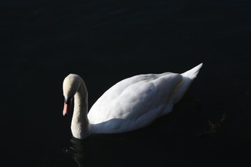 Swan on Lake