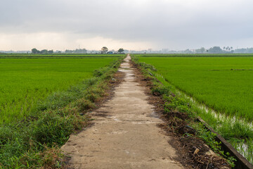 田んぼのあぜ道