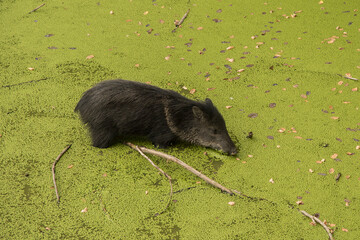 Young collared peccary in green swamp closeup