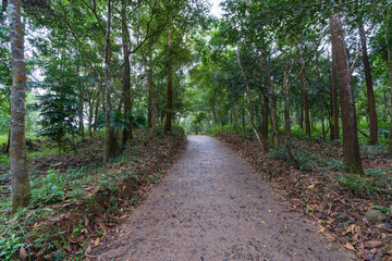 森の一本道