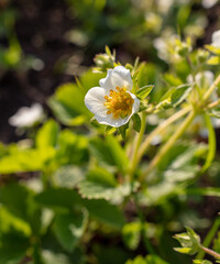 White flowers on strawberries in the vegetable garden.