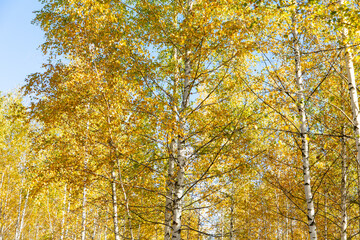 Yellow leaves on a birch tree in autumn.