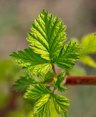 Green leaves on raspberry branches in spring.