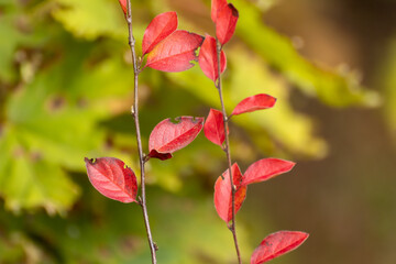 Autumn red leaves branches close-up in greenery