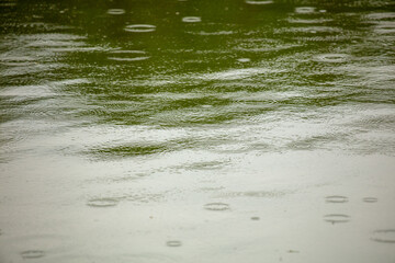 Raindrops on the surface of the water in the pond.