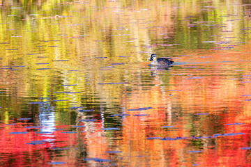 水面に浮かぶ秋のカモ