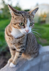 Portrait of a cat in nature.