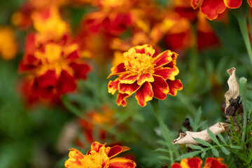 Marigold, orange Tagetes flowers bloom close-up