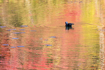 水面に浮かぶ秋のカモ