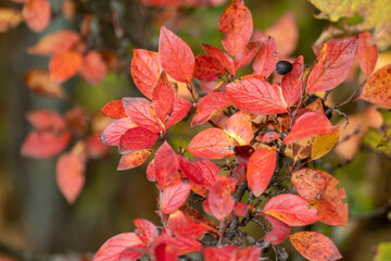 Autumn colorful red vibrant leaves bush close-up