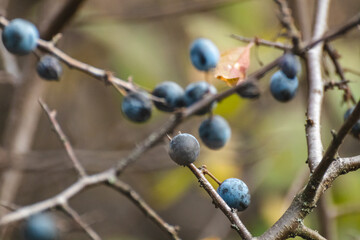 Blackthorn blue berries on bush branches in autumn