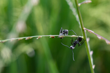 black ant life in nature