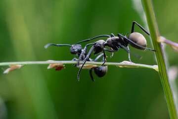 black ant life in nature