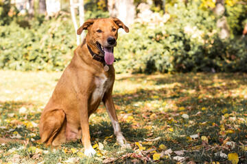 Cute playful dog  in fall colored leaves