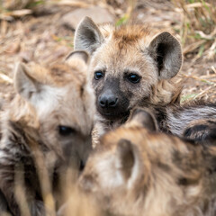 Hyena cubs, Kruger National Park, South Africa
