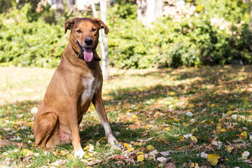 Cute playful dog  in fall colored leaves