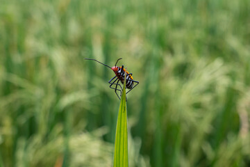 Mr pucung or bok bok cong is a species of true ladybug in the family Pyrrhocoridae.  Mr. pucung is a pest for cotton plants