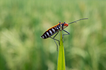 Mr pucung or bok bok cong is a species of true ladybug in the family Pyrrhocoridae.  Mr. pucung is a pest for cotton plants