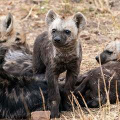 Obraz premium Hyena cubs, Kruger National Park, South Africa
