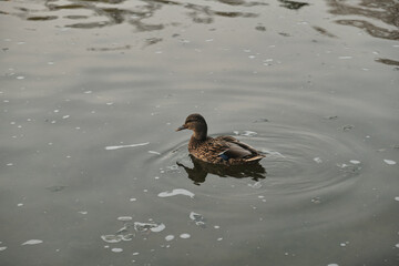 Ducks swim in the lake near the waterfall and take off from the surface of the water Autumn in the park Sports and recreation Lifestyle
