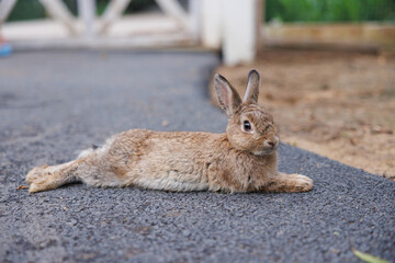 brown rabbit is sitting on road floor at rabbit farm.