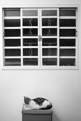 Um gato malhado, deitado sobre uma caixa de papelão sob uma janela. - obrazy, fototapety, plakaty