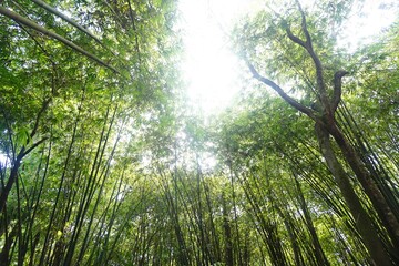 Bamboo forest in Sumatera Utara, Indonesia