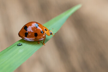 ladybug perched on a leaf
