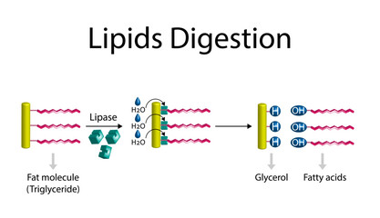 Fat Molecule, triglyceride, Lipids Digestion. Lipase enzyme catalyzes the hydrolysis of fats to Fatty Acids And Glycerol. Colorful scientific diagram. Vector Illustration.