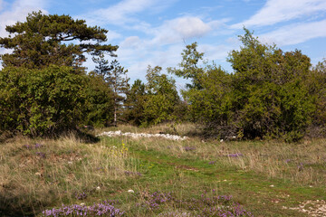 Obraz premium Path in the Basovizza wood
