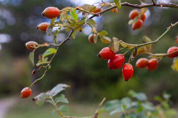 Close up of Fruits of rose hip