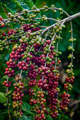 Fruto de Café (lavoura de café) | Coffee fruit