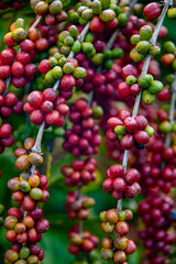 Fruto de Café (lavoura de café) | Coffee fruit
