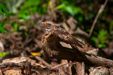 João-corta-pau (Antrostomus rufus) | Rufous Nightjar