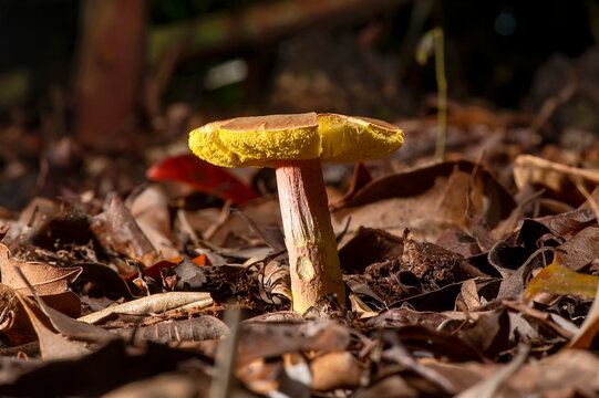 Cogumelo (Fungi) | Mushroom