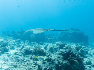 Whitespotted eagle ray or Aetobatus narinari in the depths of the Indian ocean, Maldives, travel concept