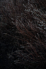 dark gloomy background, nature