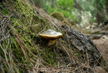 Roadside mushrooms on a mossy log in autumn.