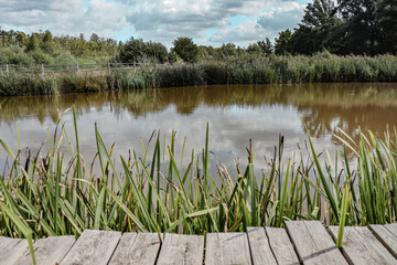 Some beautiful green nature in Belgium.