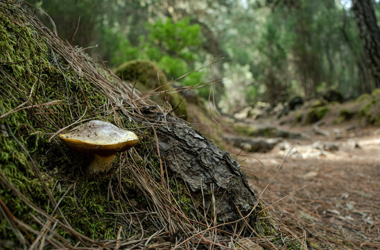Roadside mushrooms on a mossy log in autumn.