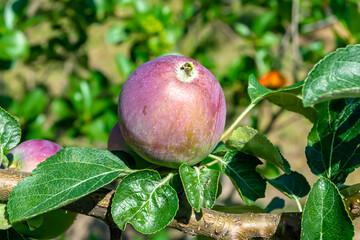 Photography on theme beautiful fruit branch apple tree