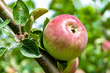 Photography on theme beautiful fruit branch apple tree