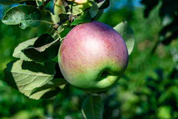Photography on theme beautiful fruit branch apple tree