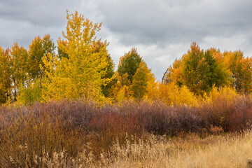 Fototapeta premium Fall colors near Grand Teton National Park. USA.