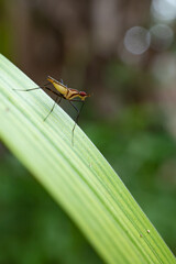 Telostylinus lineolatus is a species of fly of the genus Telostylinus